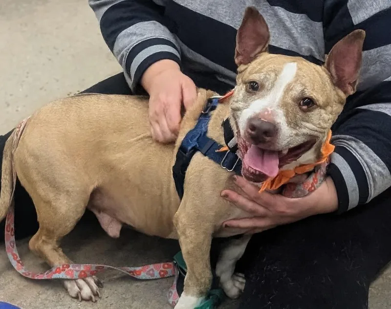 A senior medium-sized male American Staffordshire Terrier dog named Bear for adoption in Ewing, NJ