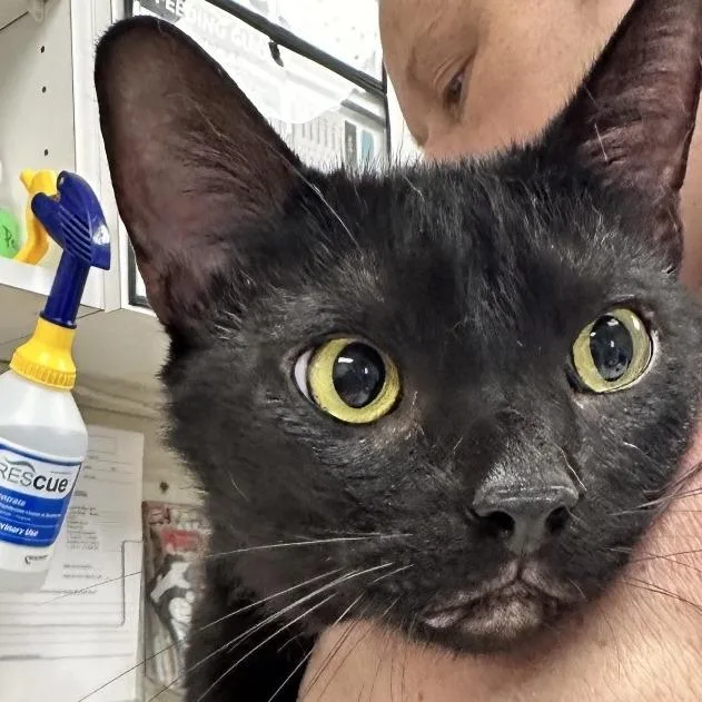 An adult large-sized male Domestic Short Hair cat named Taro for adoption in Evansville, IN