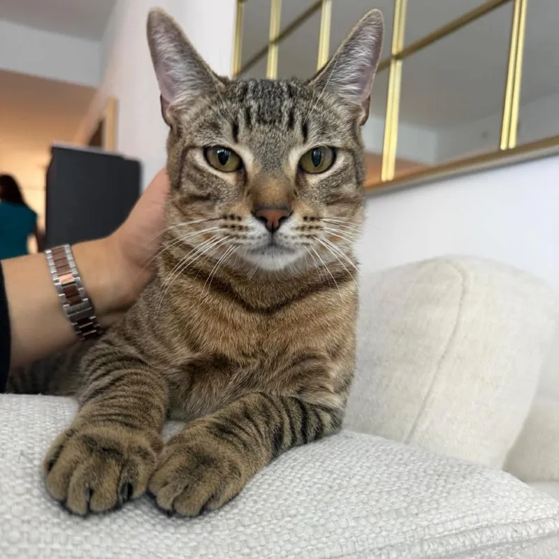 A young medium-sized male Brown / Chocolate Domestic Short Hair cat named Zion for adoption in Miami, FL