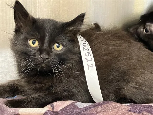 A baby small-sized male Domestic Medium Hair cat named Blinkin for adoption in Tustin, CA