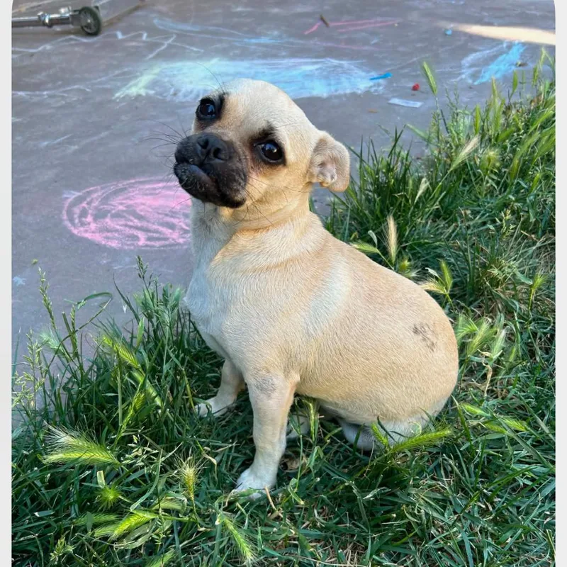 An adult small-sized female Pug dog named Peachy for adoption in Chico, CA