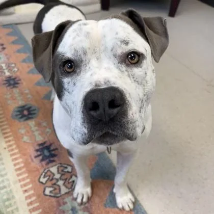 An adult large-sized male Pit Bull Terrier dog named Camper for adoption in Wheaton, IL