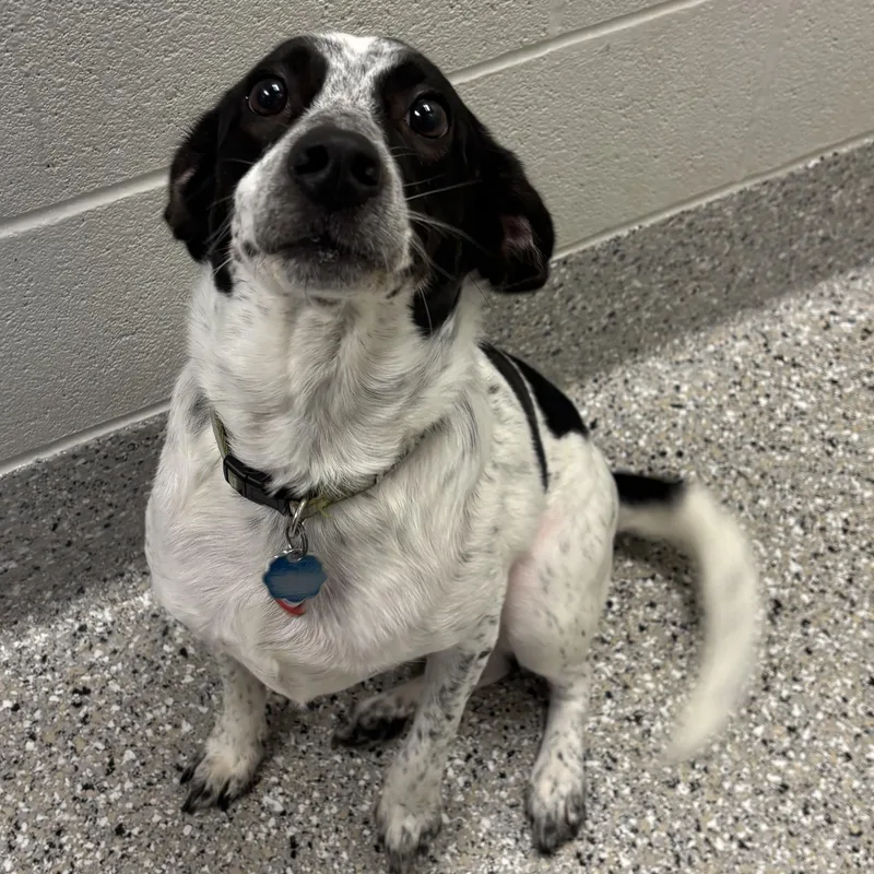 A young medium-sized male Beagle dog named Bandit for adoption in Liberty, MO
