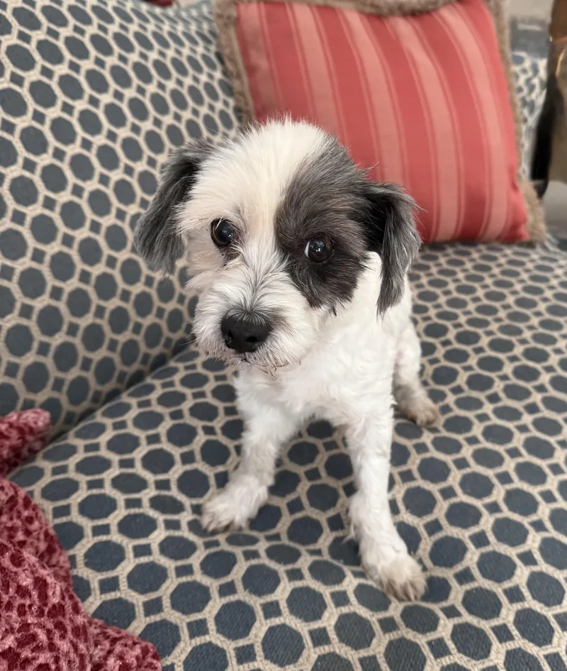 A senior small-sized female Black Shih Tzu dog named Daisy for adoption in Bradenton, FL