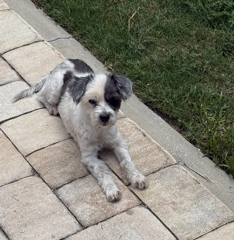 Daisy thumbnail 2