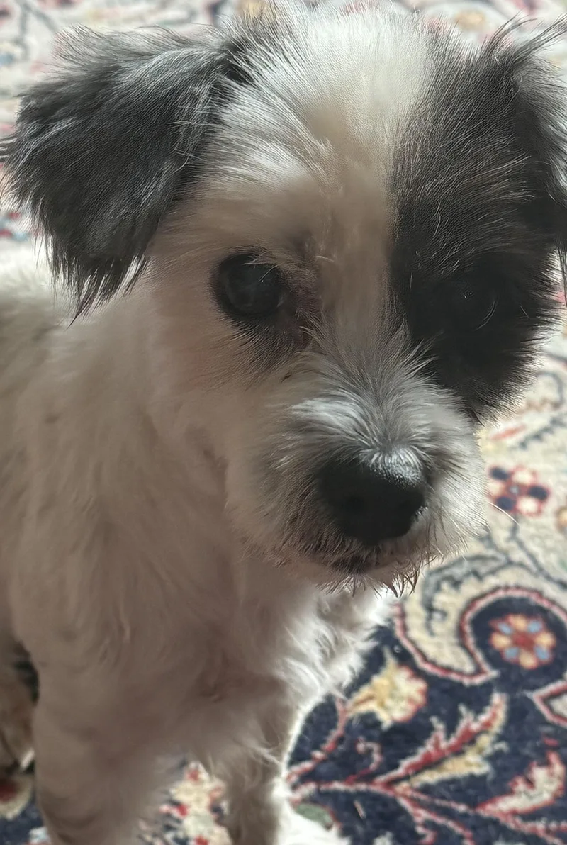 Daisy thumbnail 6