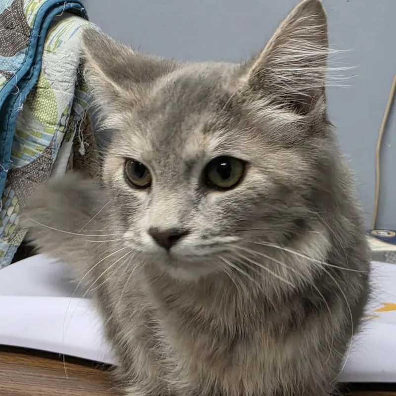 A young medium-sized female Tortoiseshell Domestic Medium Hair cat named Regan for adoption in Marion, VA