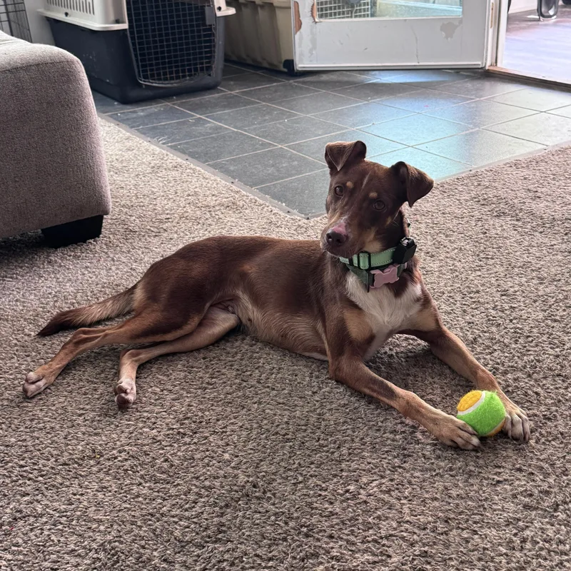 A young medium-sized female Brown / Chocolate Miniature Pinscher dog named Maya for adoption in Baldwin, MD