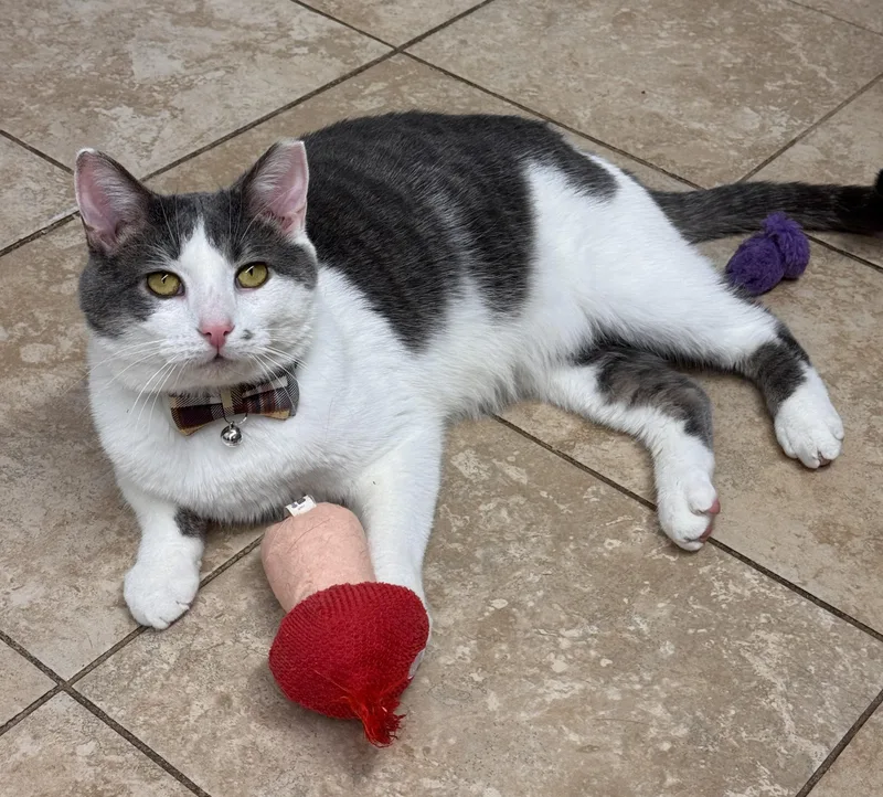 Cassidy & Greyson! Bonded thumbnail 2