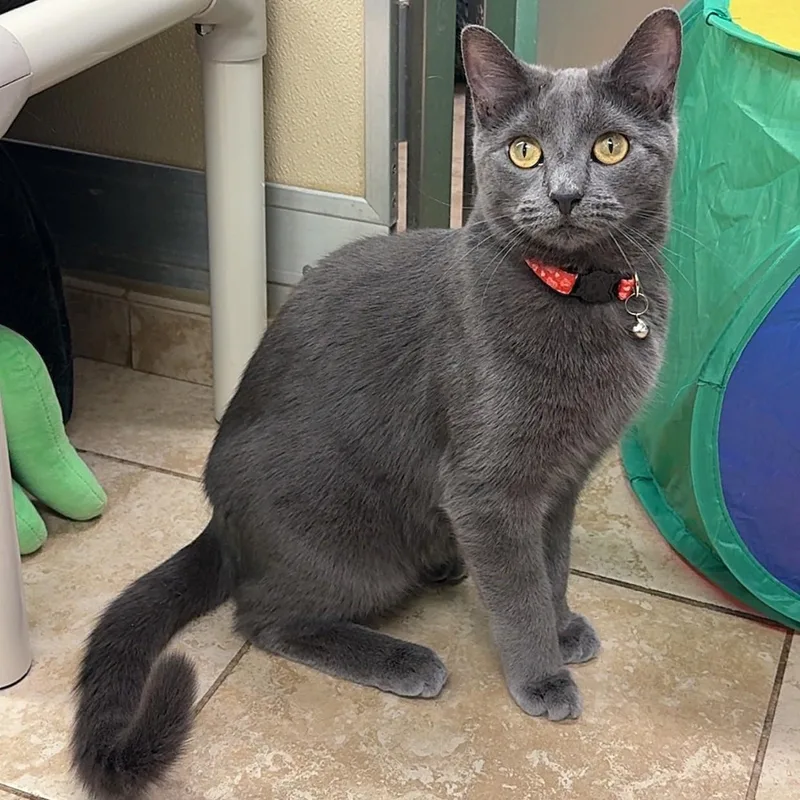 Cassidy & Greyson! Bonded thumbnail 3