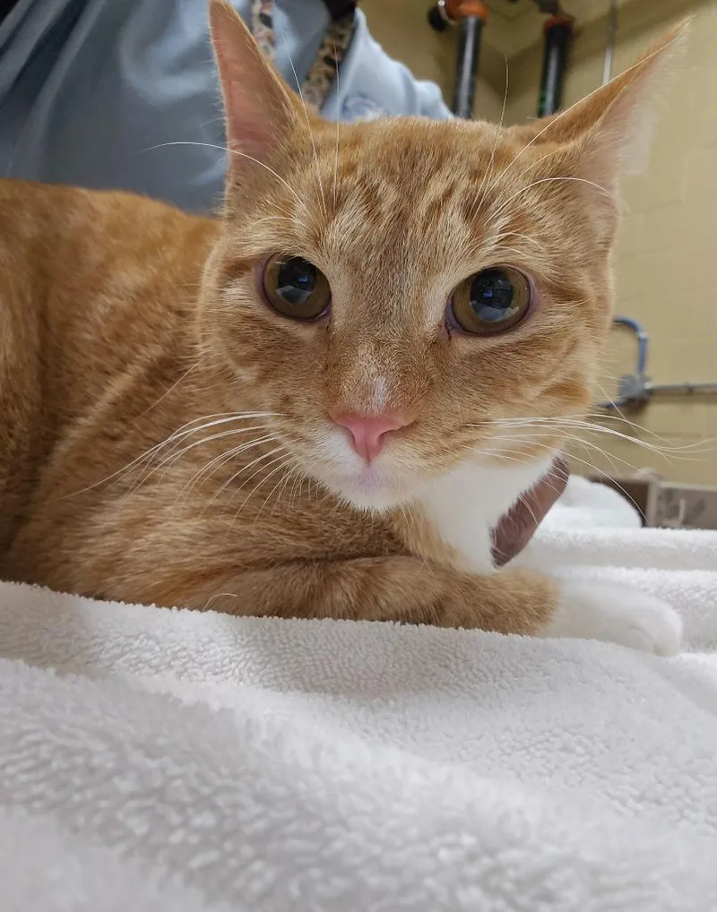 A young medium-sized male Domestic Short Hair cat named Alexander for adoption in Douglasville, GA