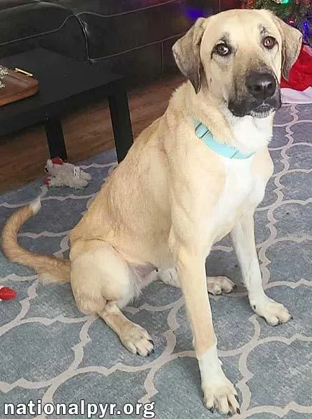 Willow In La  thumbnail 3