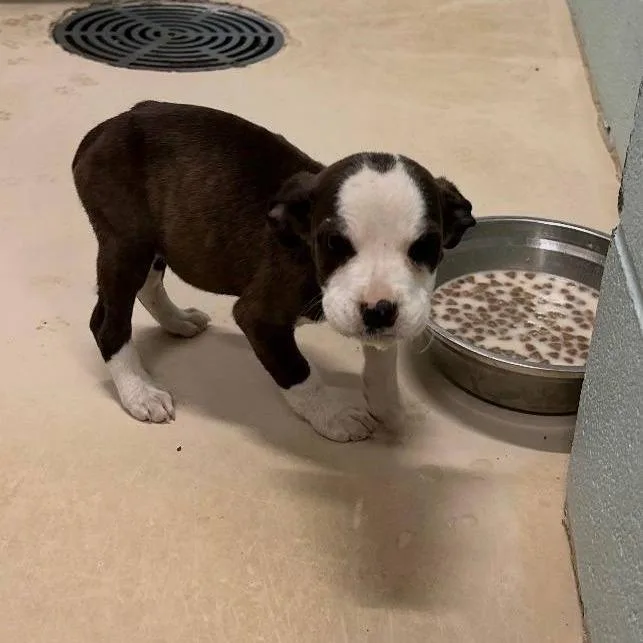 A baby medium-sized female Black Mixed Breed dog named Luna for adoption in Myrtle Beach, SC