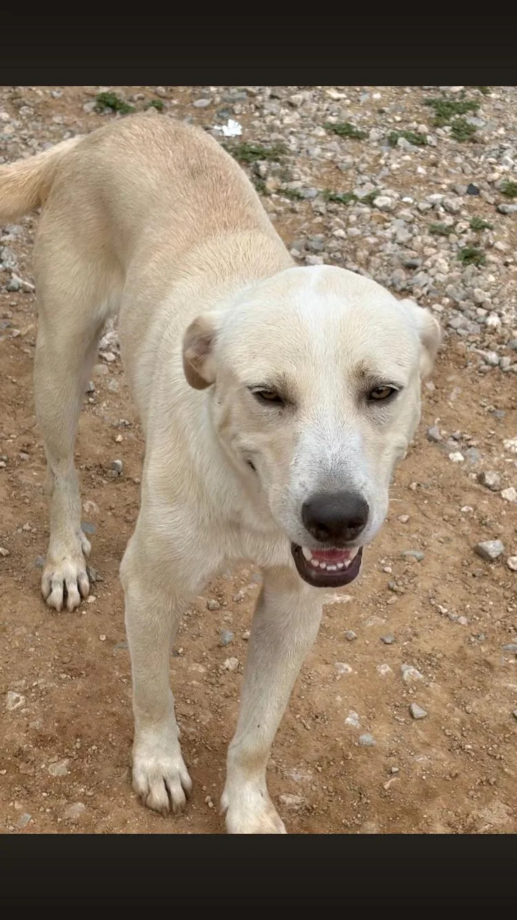 An adult medium-sized male Labrador Retriever dog named Joey for adoption in Paradise, TX