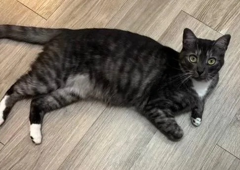 Hadassah thumbnail 3