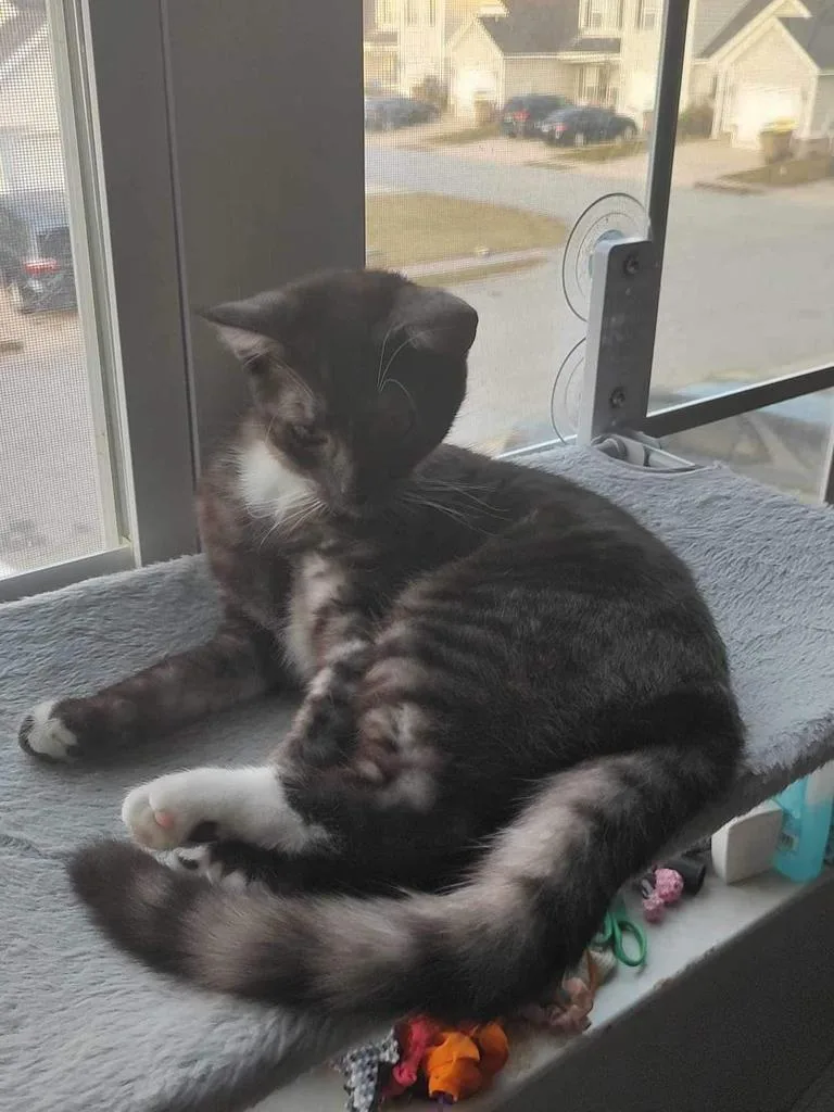 Hadassah thumbnail 4