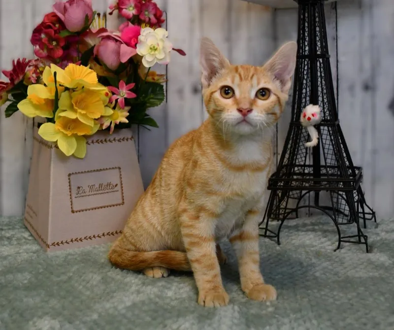 A baby small-sized female Domestic Medium Hair cat named Scooter for adoption in Roanoke, TX