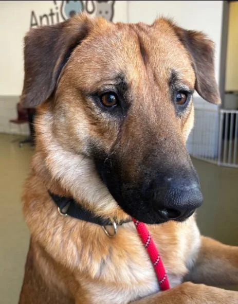 A young large-sized male German Shepherd Dog dog named Thorston for adoption in Palatine, IL