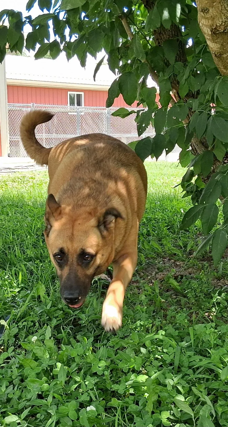 Dixie