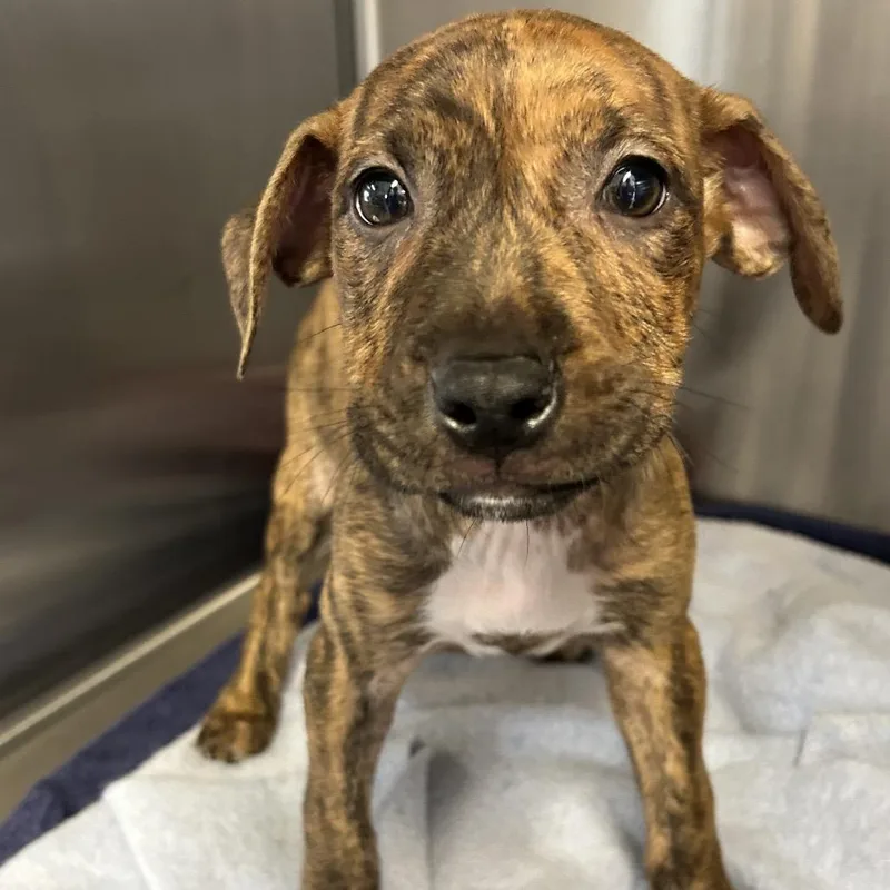 A baby medium-sized female Brindle Mixed Breed dog named Effie for adoption in Pensacola, FL