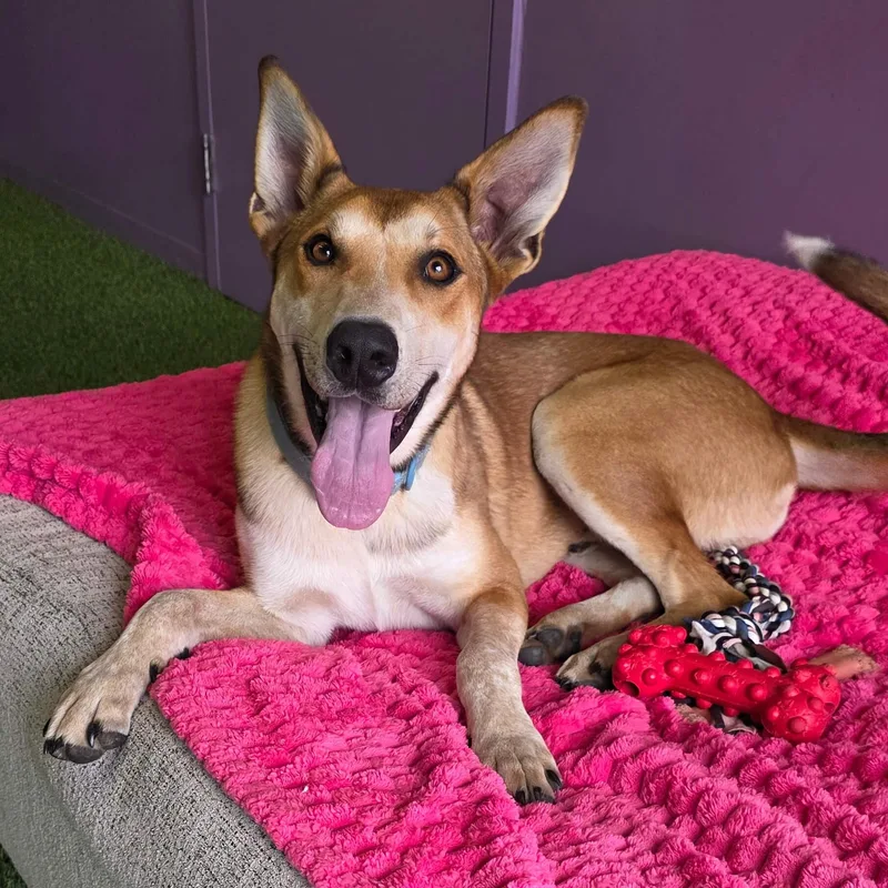 An adult large-sized male Golden Shepherd dog named Rango for adoption in Cumberland, RI