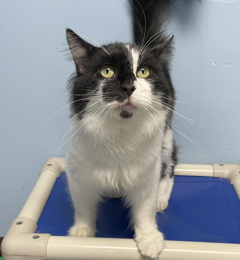 An adult medium-sized male Black & White / Tuxedo Domestic Medium Hair cat named Bigfoot for adoption in Champaign, IL