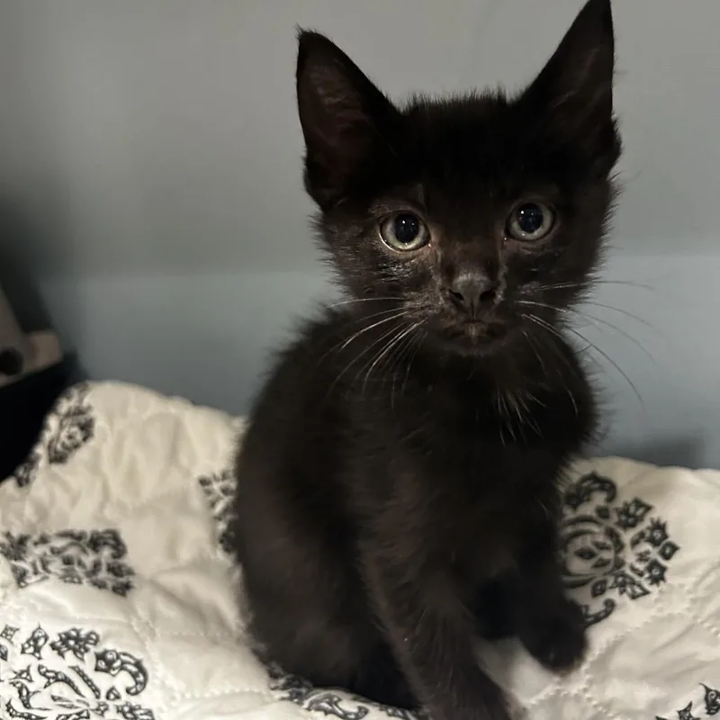 A baby small-sized female Black Domestic Short Hair cat named Gumi for adoption in Chattanooga, TN