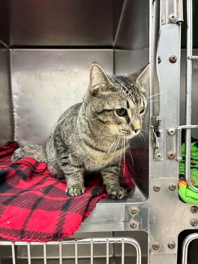 A baby medium-sized male Black Domestic Short Hair cat named Smooch for adoption in Marietta, GA