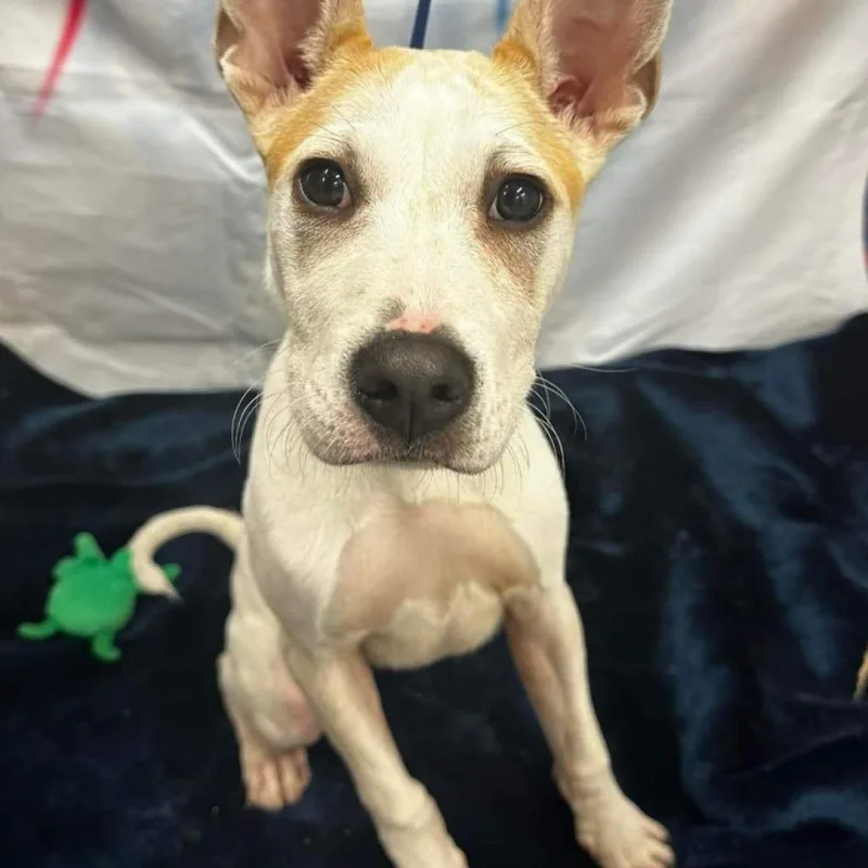 Henry Aka Apollo thumbnail 2