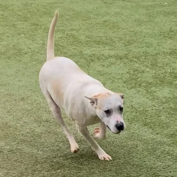 Henry Aka Apollo thumbnail 3