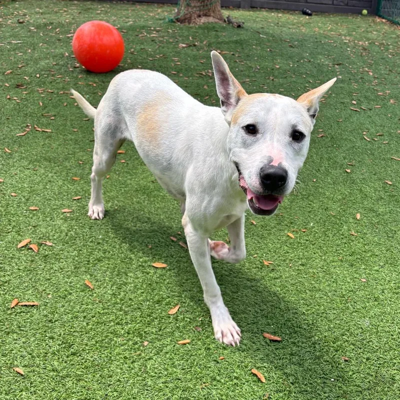 Henry Aka Apollo thumbnail 4