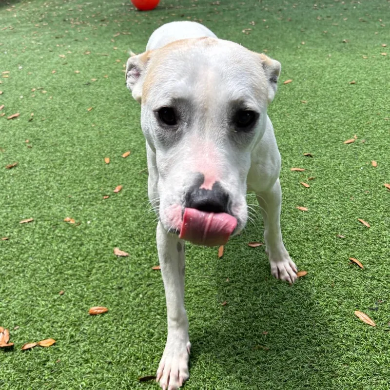 Henry Aka Apollo thumbnail 5