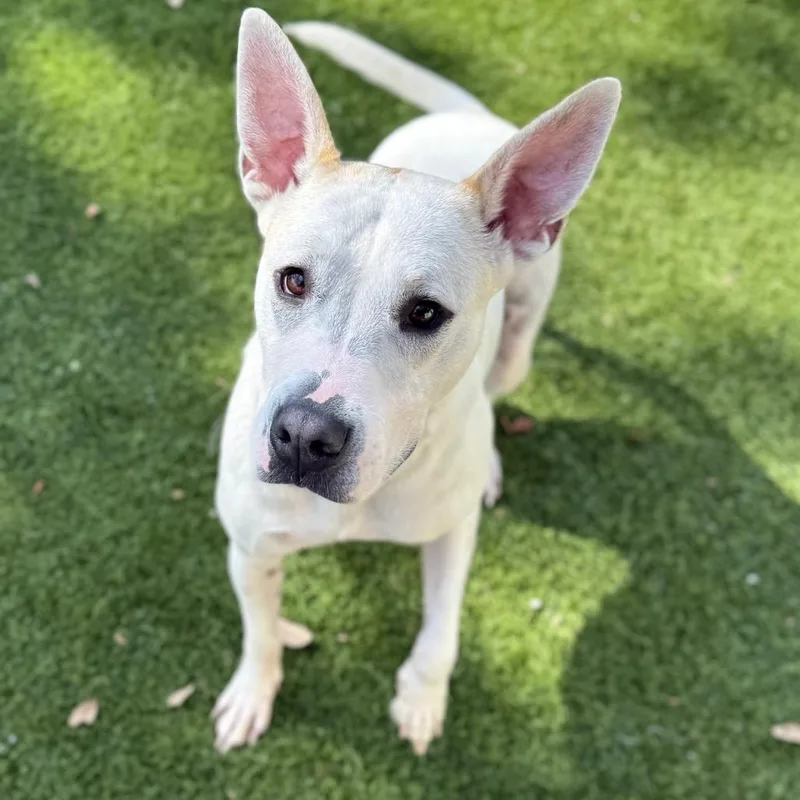 Henry Aka Apollo thumbnail 6