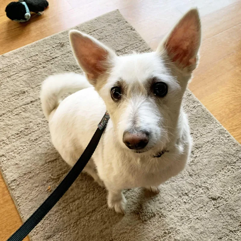 A young small-sized male White / Cream American Eskimo Dog dog named Archie for adoption in White Bear Lake, MN