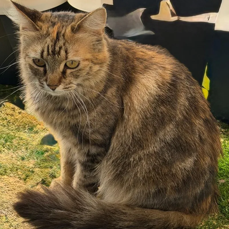 An adult medium-sized female Brown / Chocolate Domestic Short Hair cat named Pudding for adoption in Nampa, ID