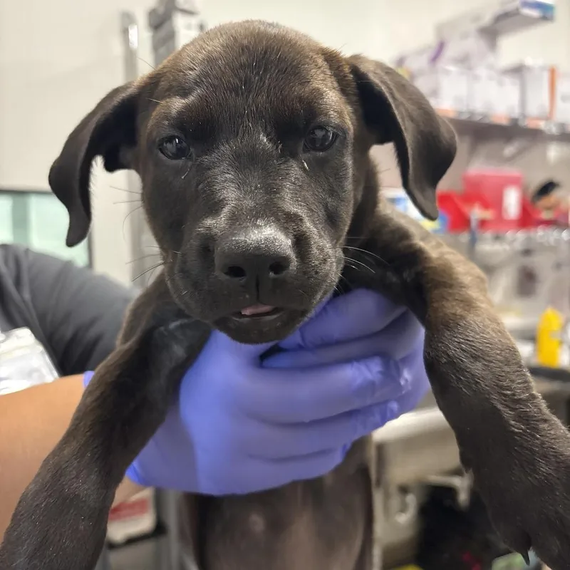 A baby small-sized female Black Labrador Retriever dog named Sausage for adoption in League City, TX