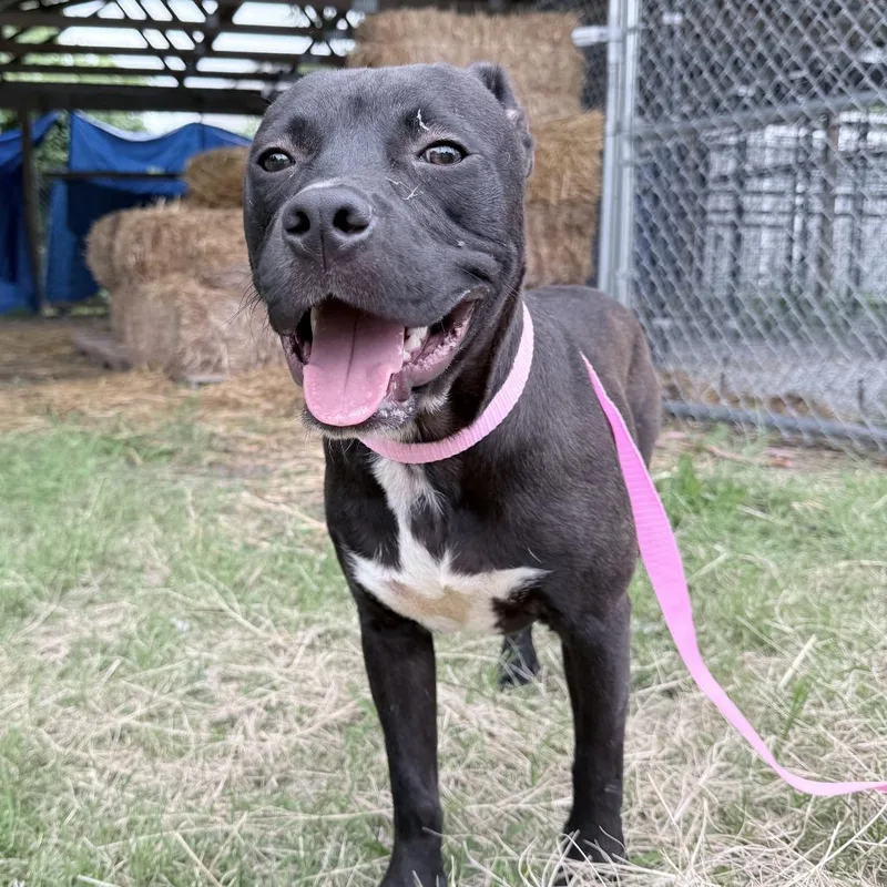 A young medium-sized male Black Pit Bull Terrier dog named Penn for adoption in Tulsa, OK