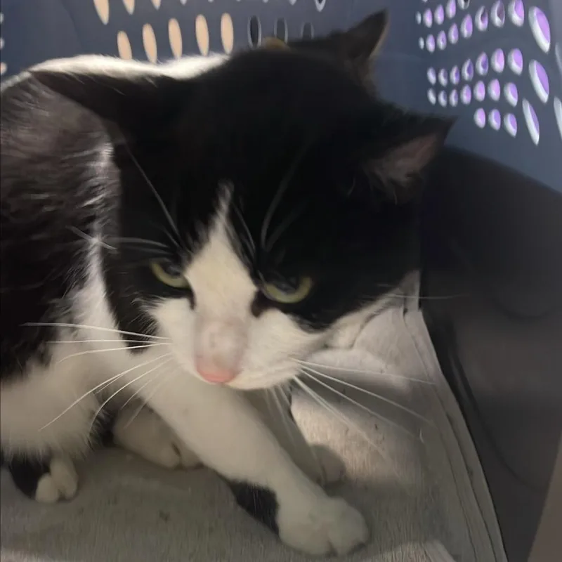 An adult medium-sized male Domestic Short Hair cat named Angel Hair for adoption in Tacoma, WA