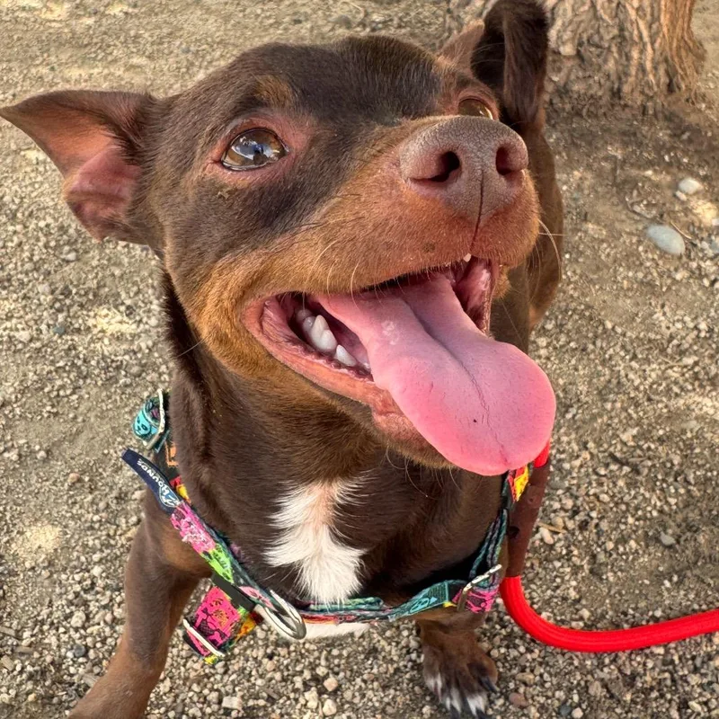 An adult small-sized male Brown / Chocolate Chihuahua dog named Rocky for adoption in Reno, NV