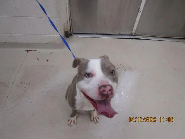 A young medium-sized male Pit Bull Terrier dog named Gabriel Angel for adoption in Marietta, GA