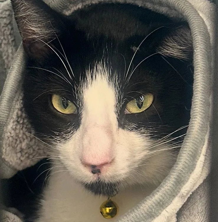 Journey Snugglybedfellow thumbnail 2