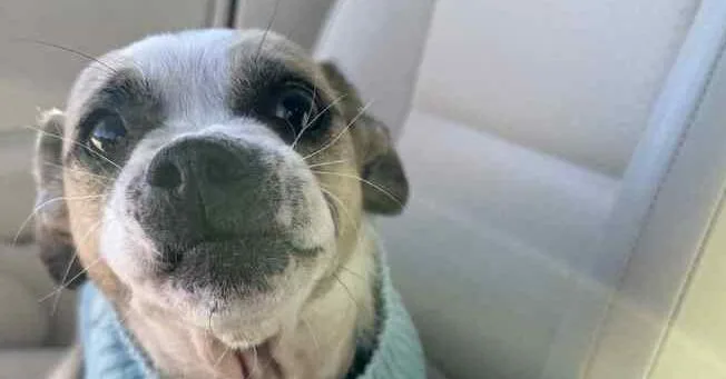An adult small-sized male Chihuahua dog named Toby for adoption in Newnan, GA