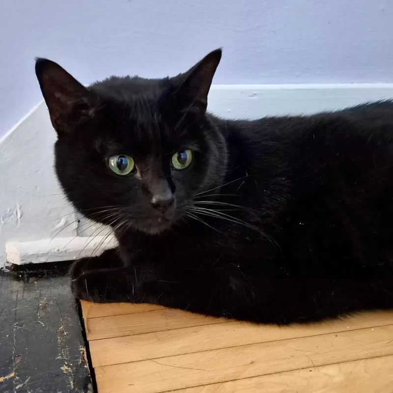 A senior extra large-sized male Black Domestic Short Hair cat named Chadwick for adoption in Louisville, KY