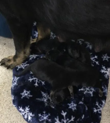 A baby small-sized female German Shepherd Dog dog named Roo for adoption in Riverside, CA