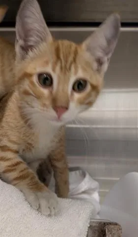 A baby small-sized male Domestic Short Hair cat named Trout for adoption in San Martin, CA
