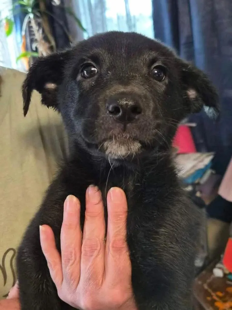A baby medium-sized female Mixed Breed dog named Brainy Jainie for adoption in sun prairie, WI