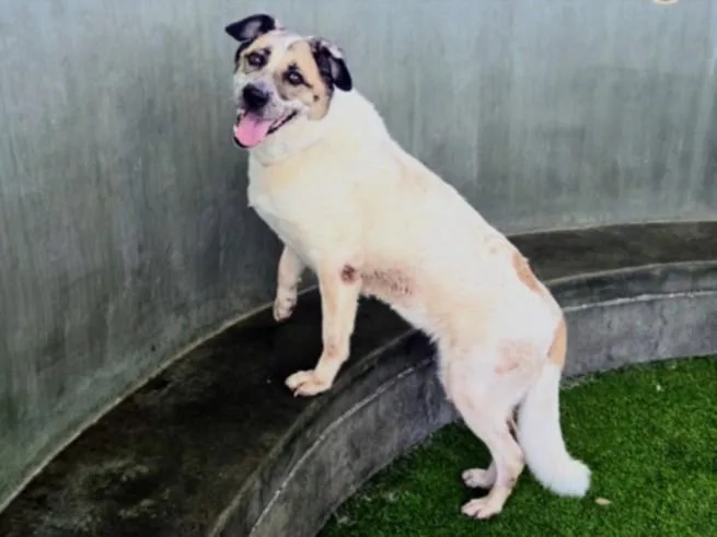 An adult extra large-sized female Australian Shepherd dog named Cali for adoption in Chatsworth, CA