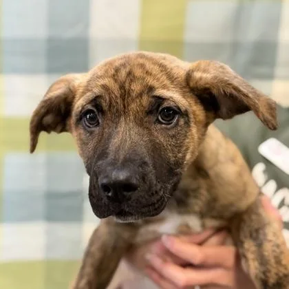 A baby large-sized female German Shepherd Dog dog named Jesper for adoption in Sacramento, CA