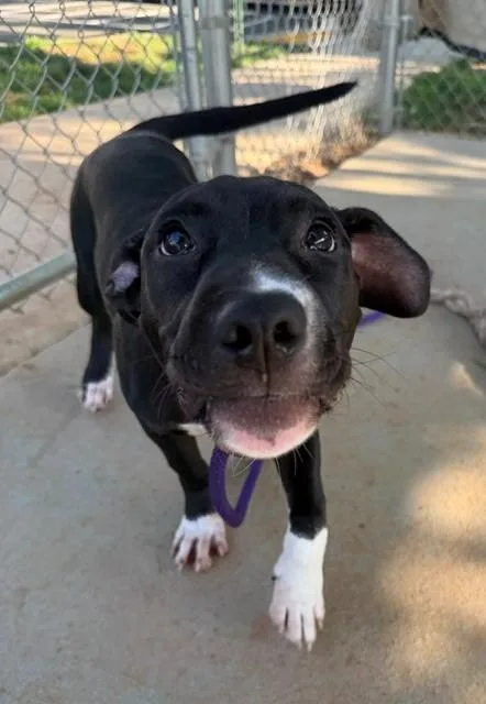 A baby small-sized male Pit Bull Terrier dog named Lightning Mcqueen for adoption in Charlotte, NC