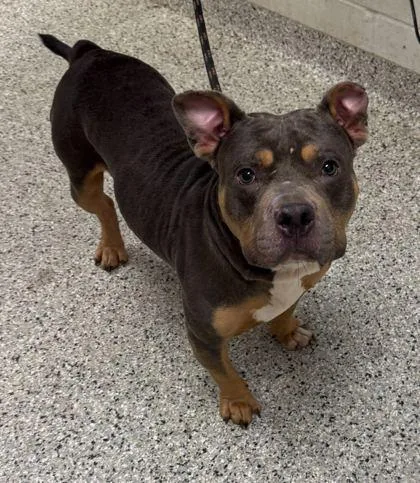 An adult large-sized male Gray / Blue / Silver Pit Bull Terrier dog named Trolley for adoption in Kansas City, MO